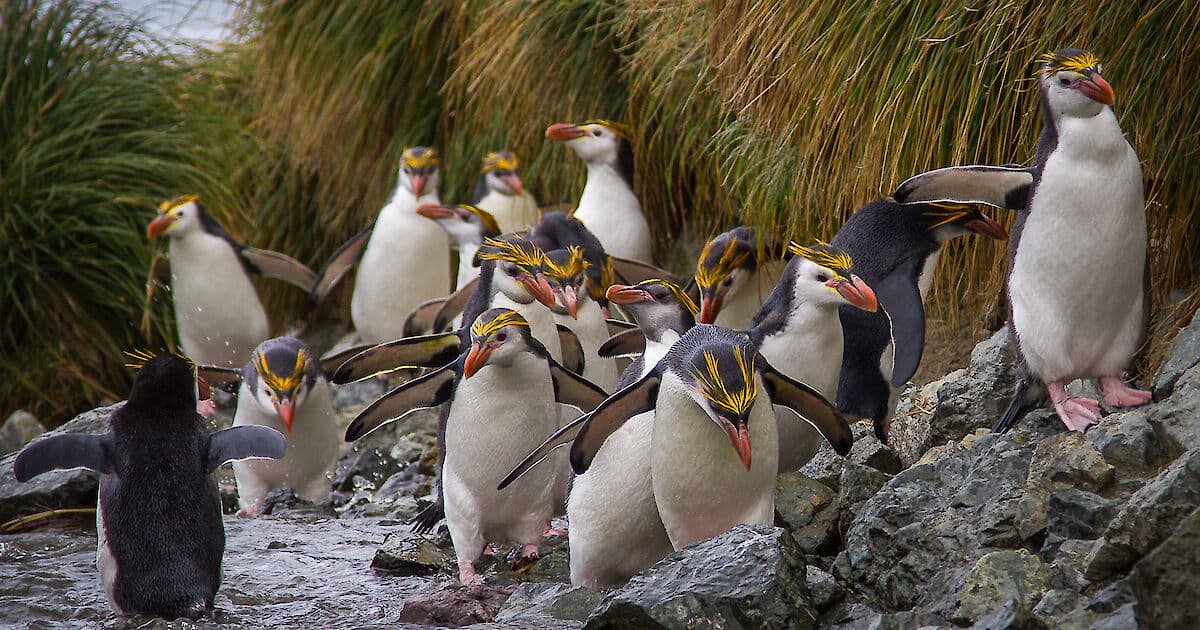 Royal penguins