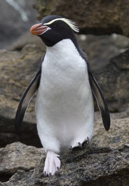 Snares Penguin adult