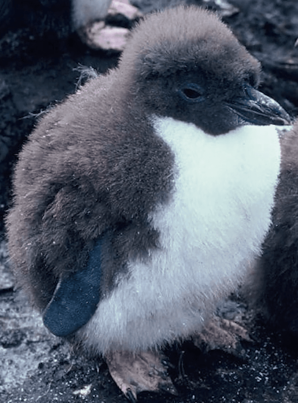 Snares Penguin chick