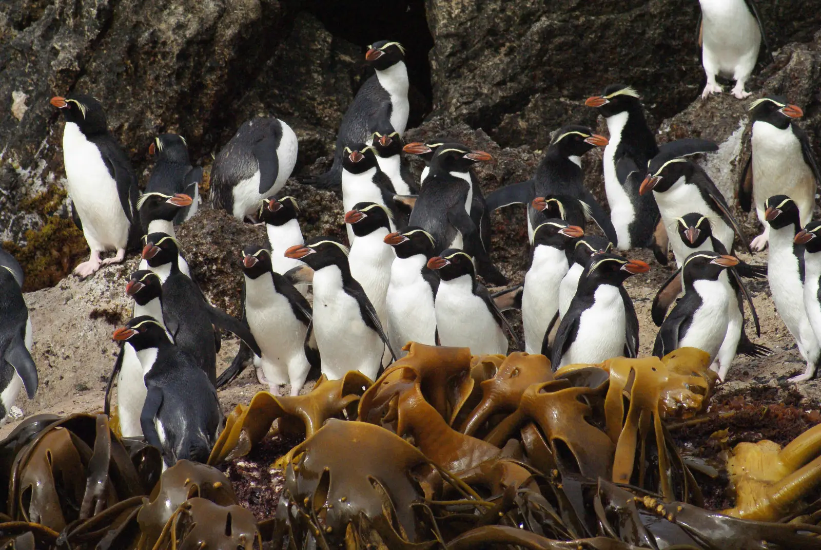 Snares penguins