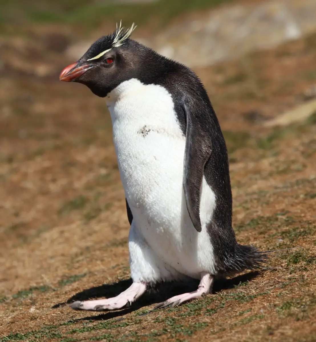 Southern Rockhopper Penguin adult