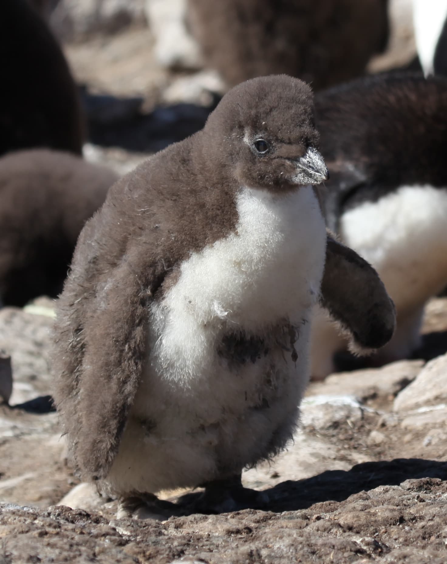 Southern Rockhopper Penguin chick