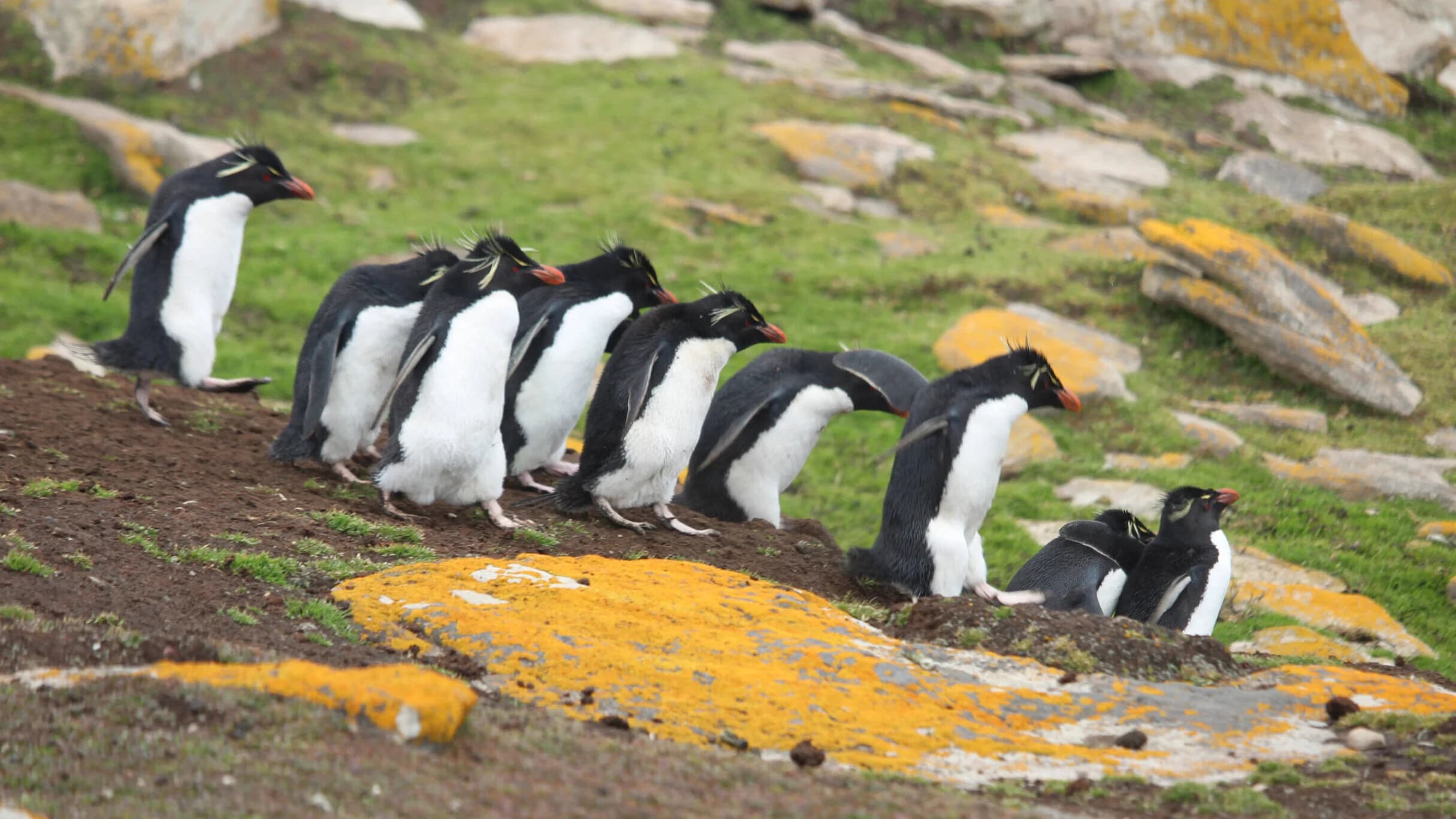 Southern Rockhopper Penguins